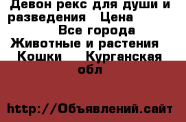 Девон рекс для души и разведения › Цена ­ 20 000 - Все города Животные и растения » Кошки   . Курганская обл.
